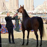 2023 Katara International Arabian Horse Festival: Title Show Day 3