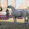 2023 Katara International Arabian Horse Festival: Title Show Day 3