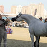 2023 Katara International Arabian Horse Festival: Title Show Day 3