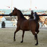 2023 Katara International Arabian Horse Festival: Title Show Day 3