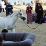 2023 Katara International Arabian Horse Festival: Title Show Day 3