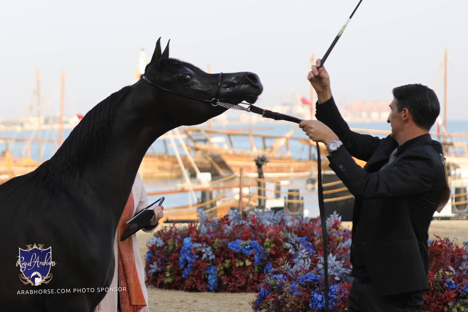 2023 Katara International Horse Festival - Championship Photos !! 