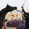 2023 Katara International Horse Festival - Championship Photos !! 