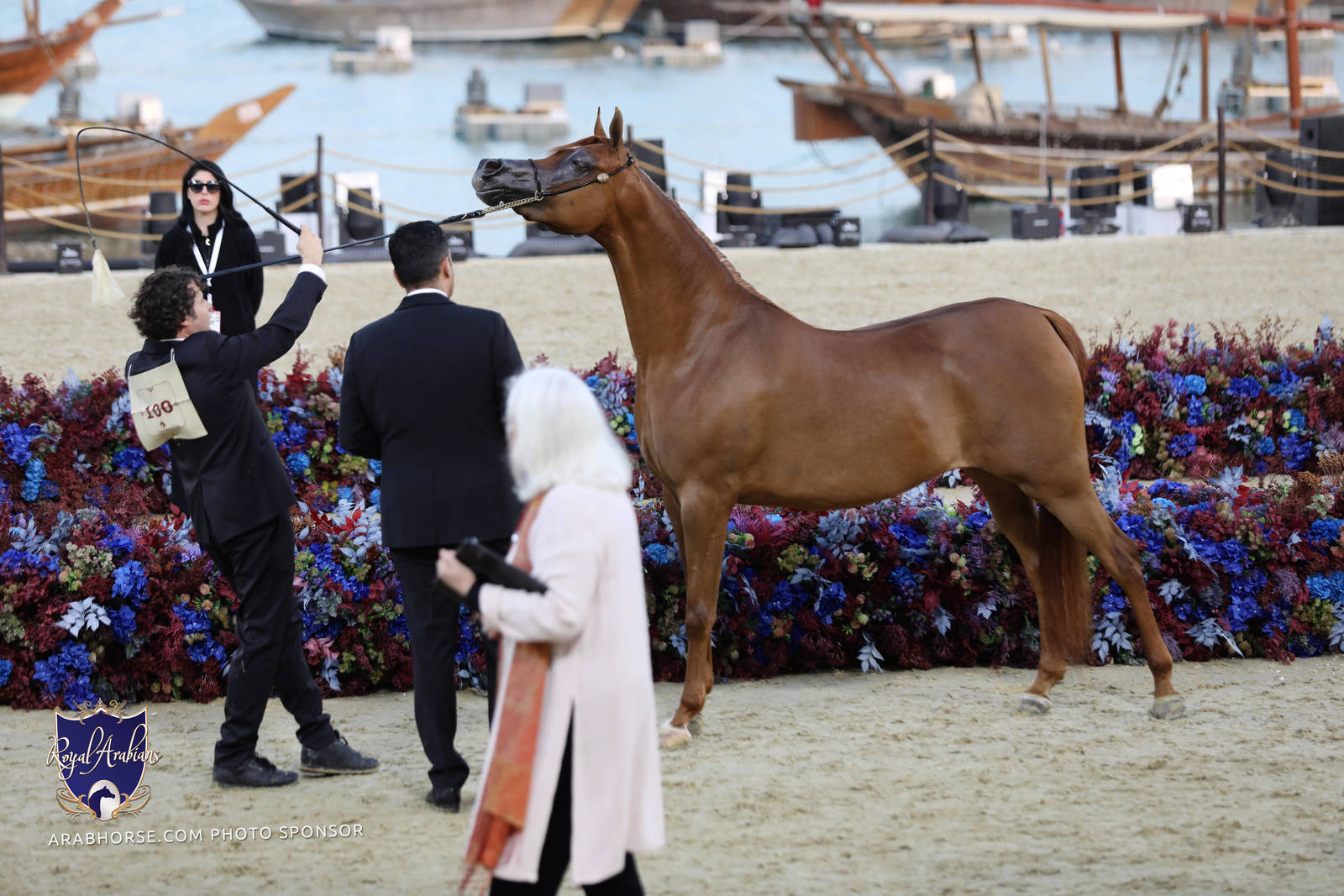 2023 Katara International Horse Festival - Championship Photos !! 