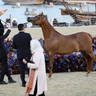 2023 Katara International Horse Festival - Championship Photos !! 