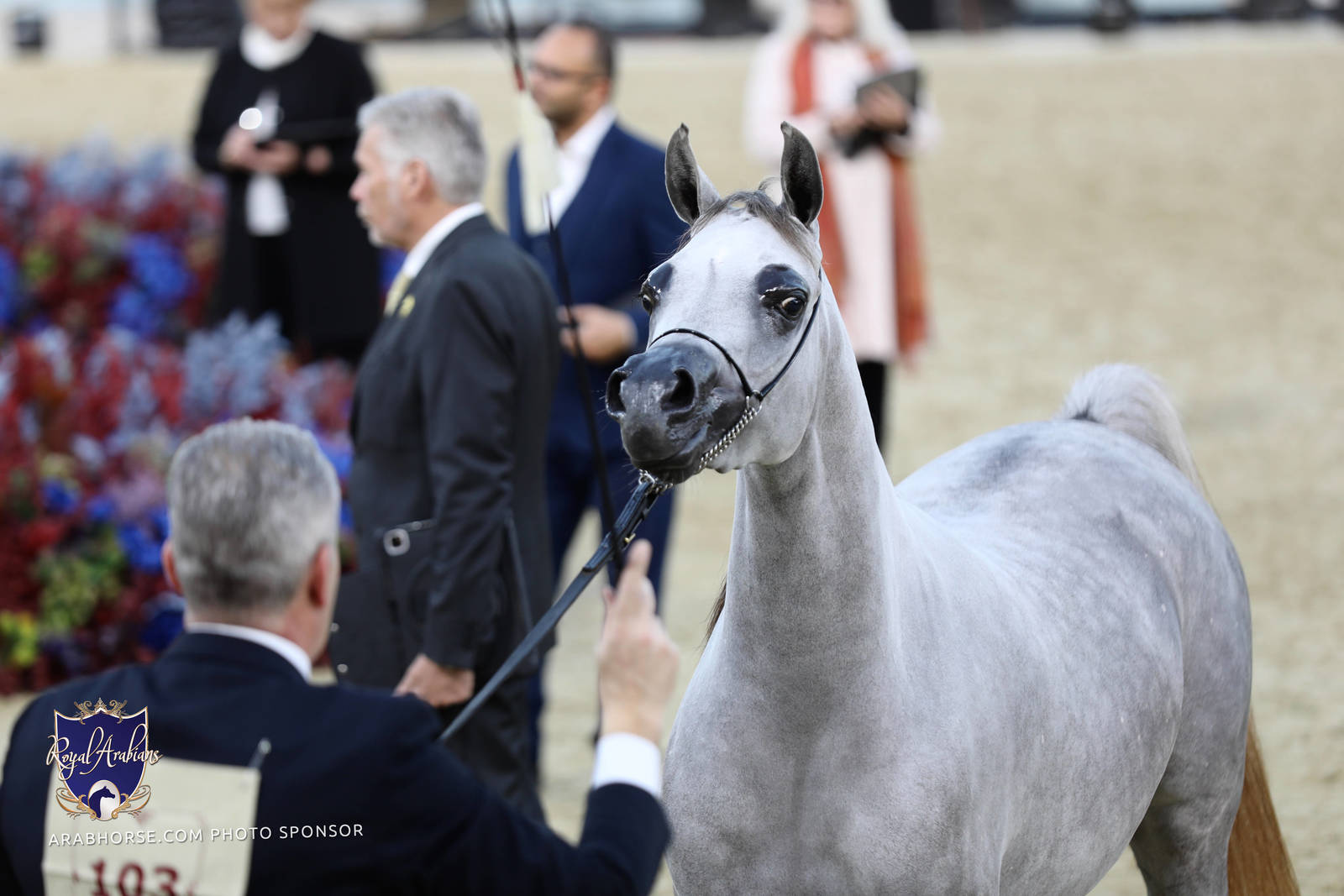 2023 Katara International Horse Festival - Championship Photos !! 