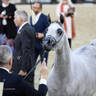 2023 Katara International Horse Festival - Championship Photos !! 