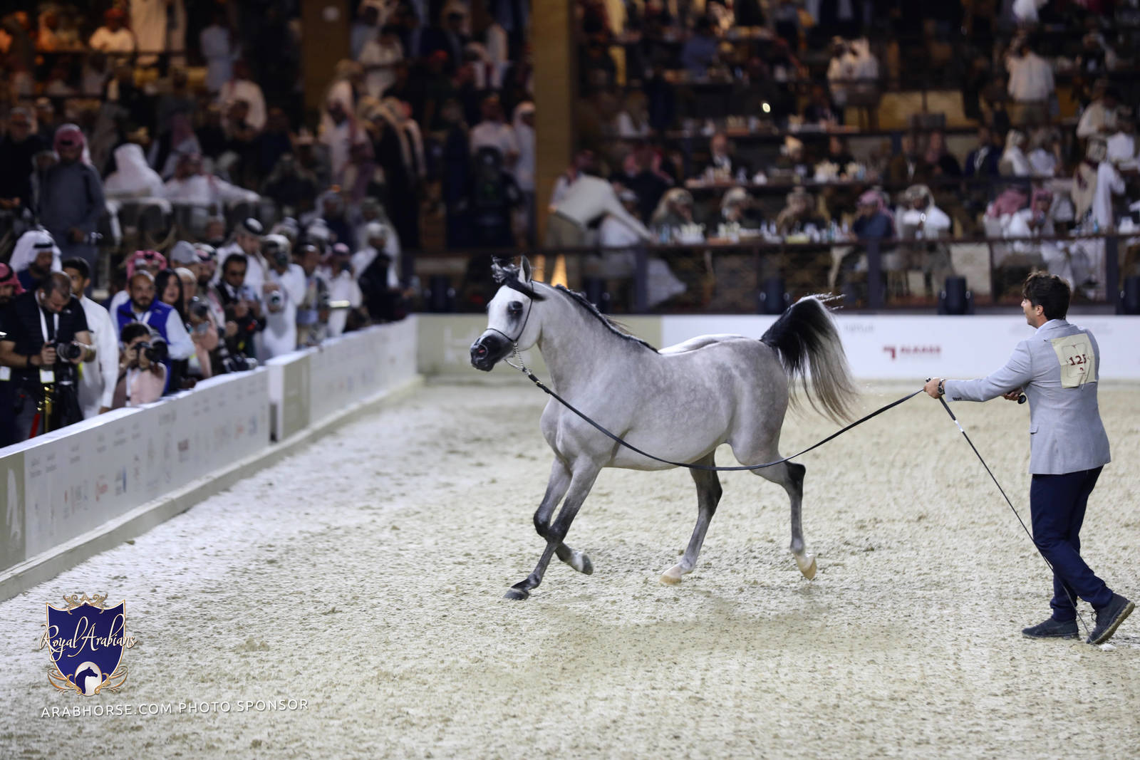 2023 Katara International Horse Festival - Championship Photos !! 