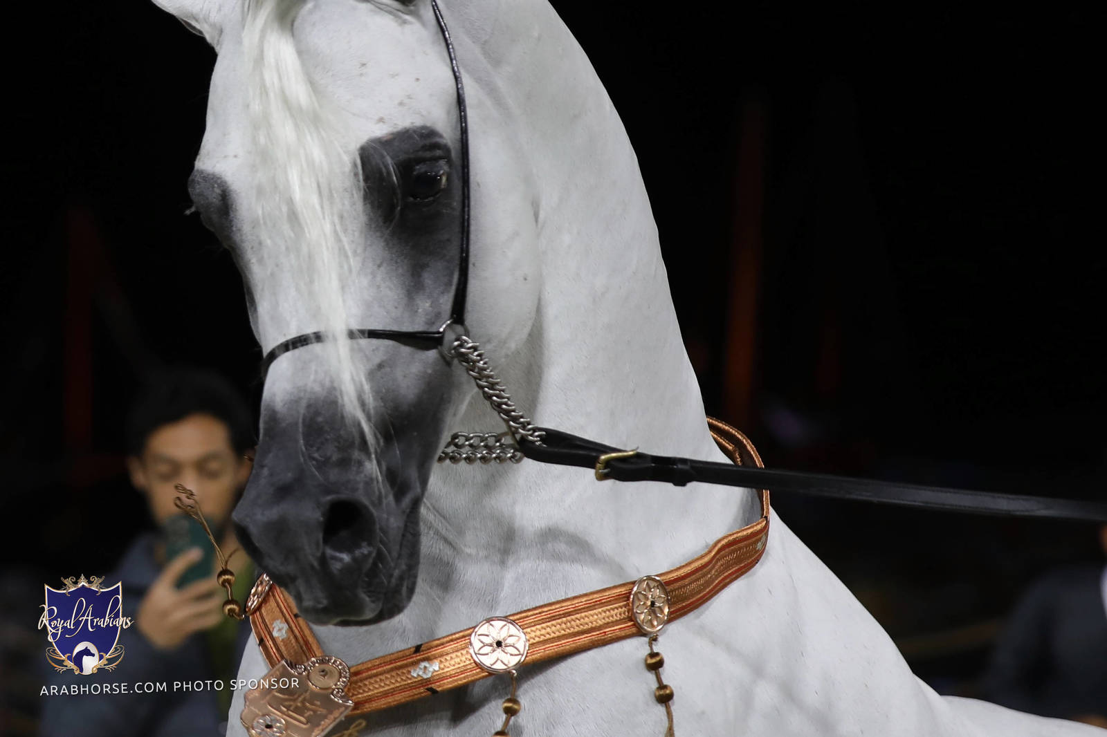 2023 Katara International Horse Festival - Championship Photos !! 