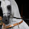 2023 Katara International Horse Festival - Championship Photos !! 