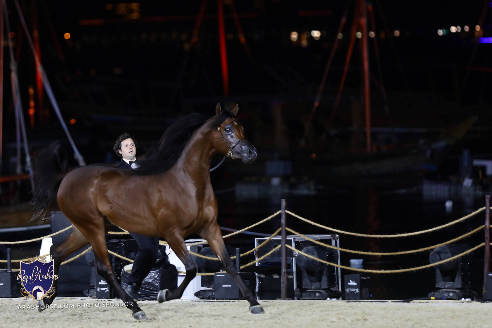 2023 Katara International Horse Festival - Championship Photos !! 