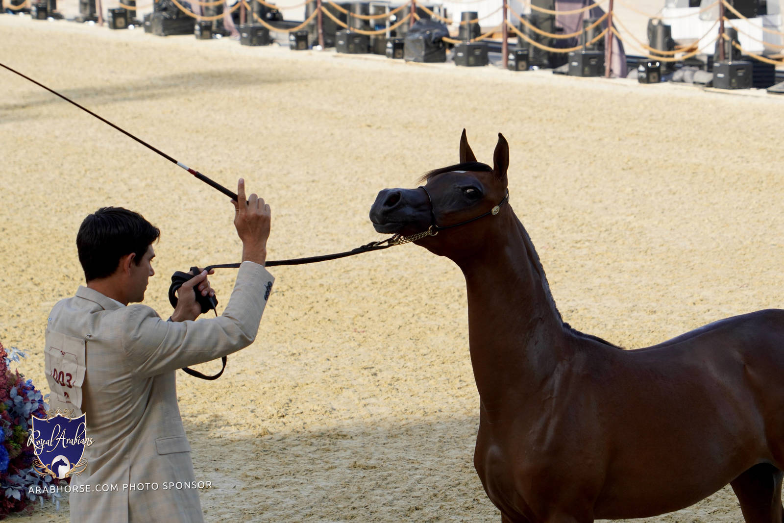 2023 Katara International Horse Festival - Championship Photos !! 
