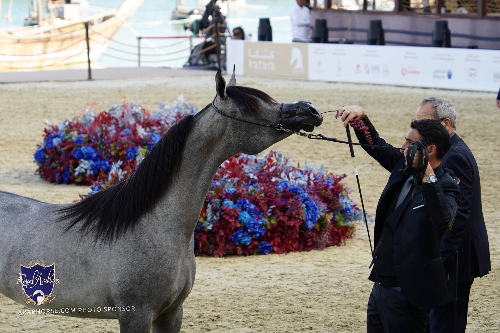2023 Katara International Horse Festival - Championship Photos !! 