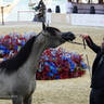 2023 Katara International Horse Festival - Championship Photos !! 