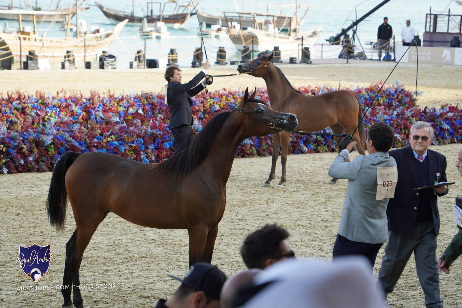2023 Katara International Horse Festival - Championship Photos !! 