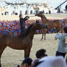 2023 Katara International Horse Festival - Championship Photos !! 
