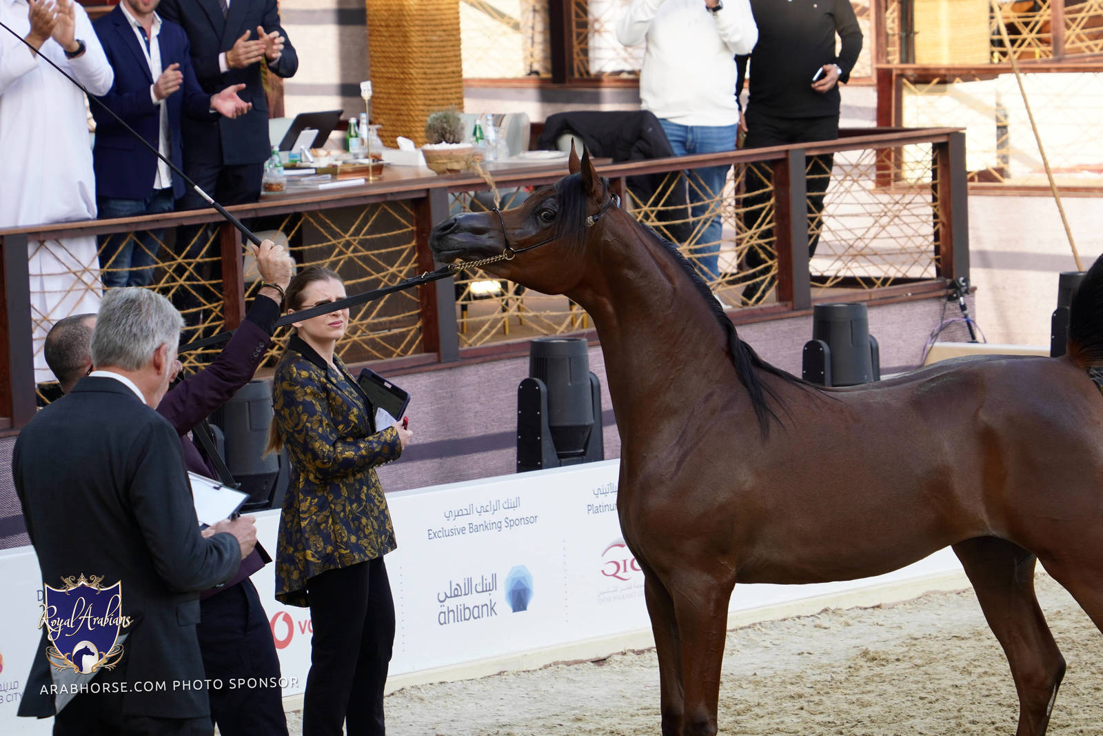2023 Katara International Horse Festival - Championship Photos !! 