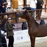 2023 Katara International Horse Festival - Championship Photos !! 