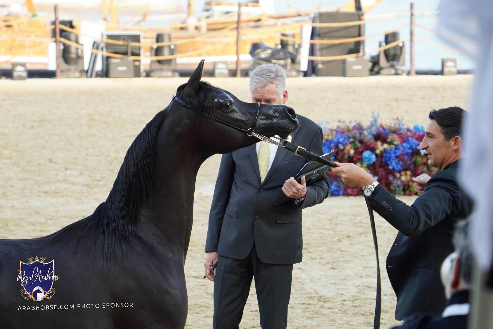 2023 Katara International Horse Festival - Championship Photos !! 