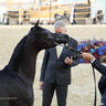 2023 Katara International Horse Festival - Championship Photos !! 