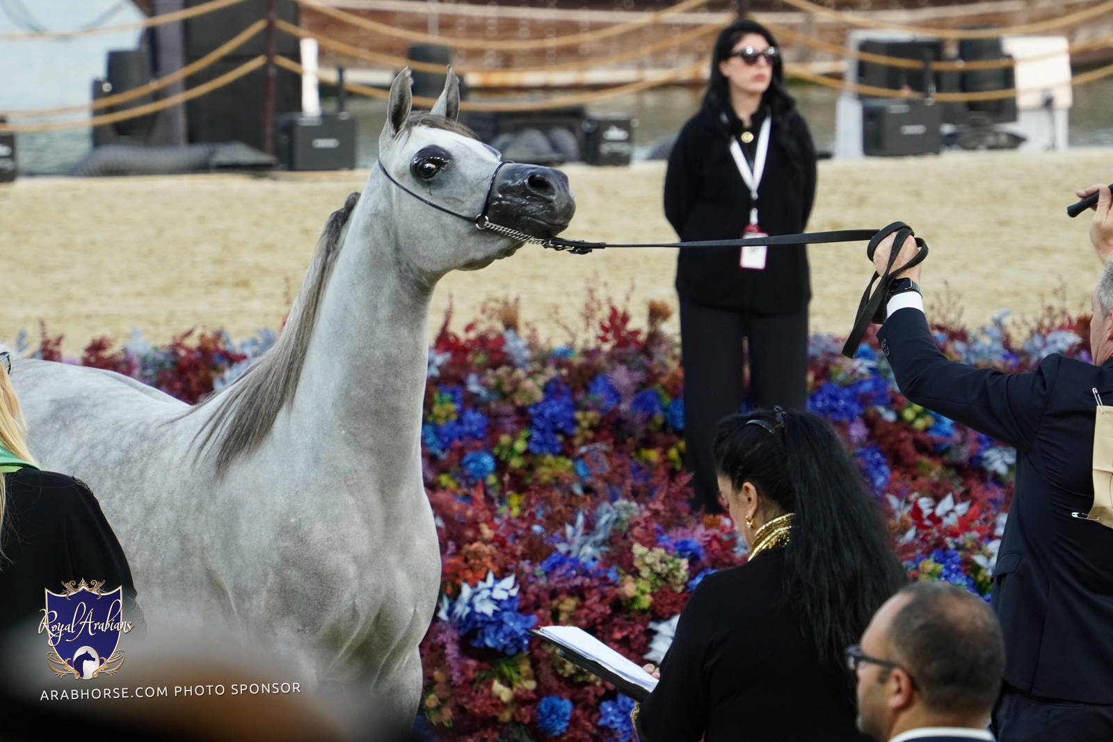 2023 Katara International Horse Festival - Championship Photos !! 