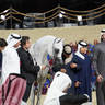 2023 Katara International Horse Festival - Championship Photos !! 