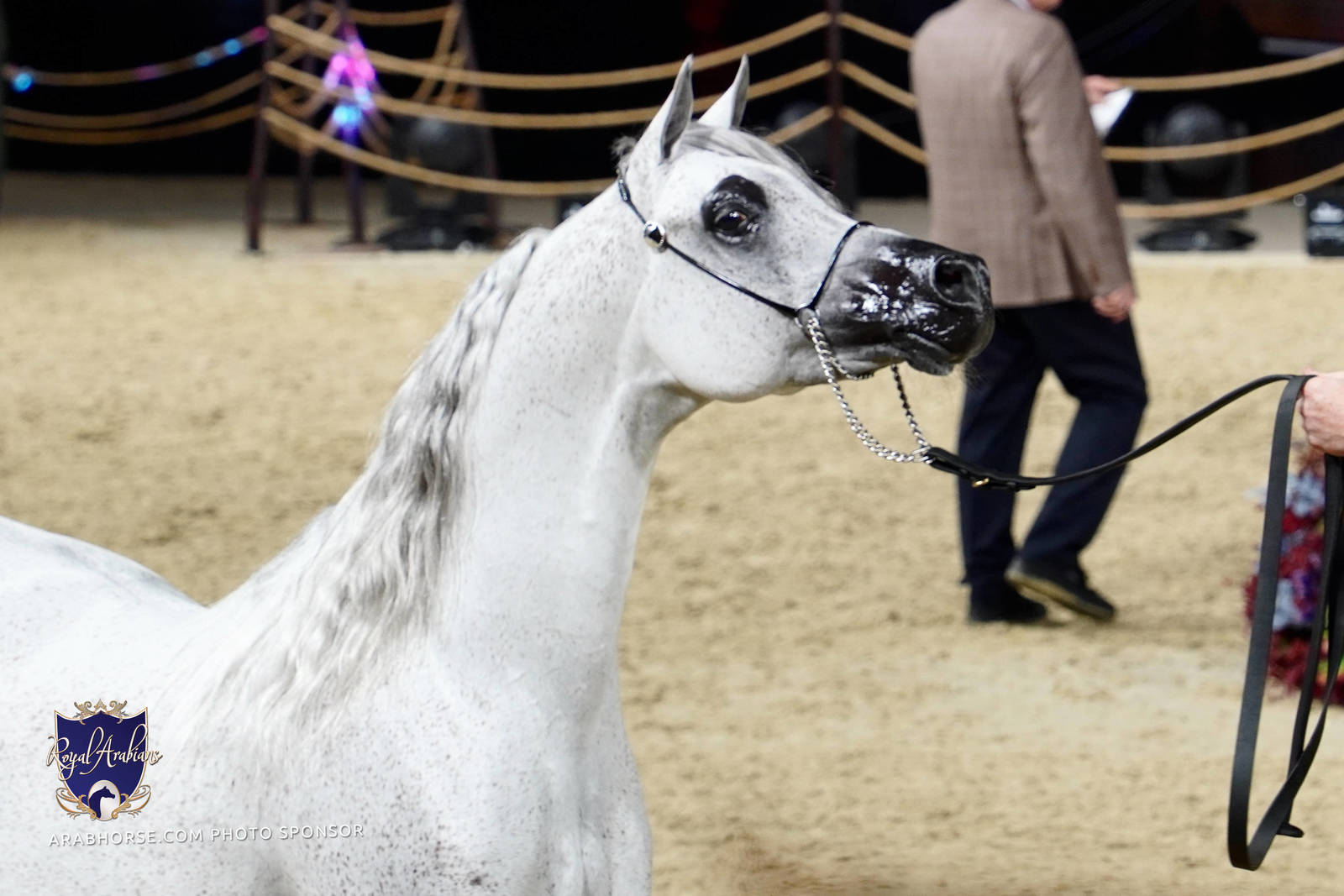 2023 Katara International Horse Festival - Championship Photos !! 