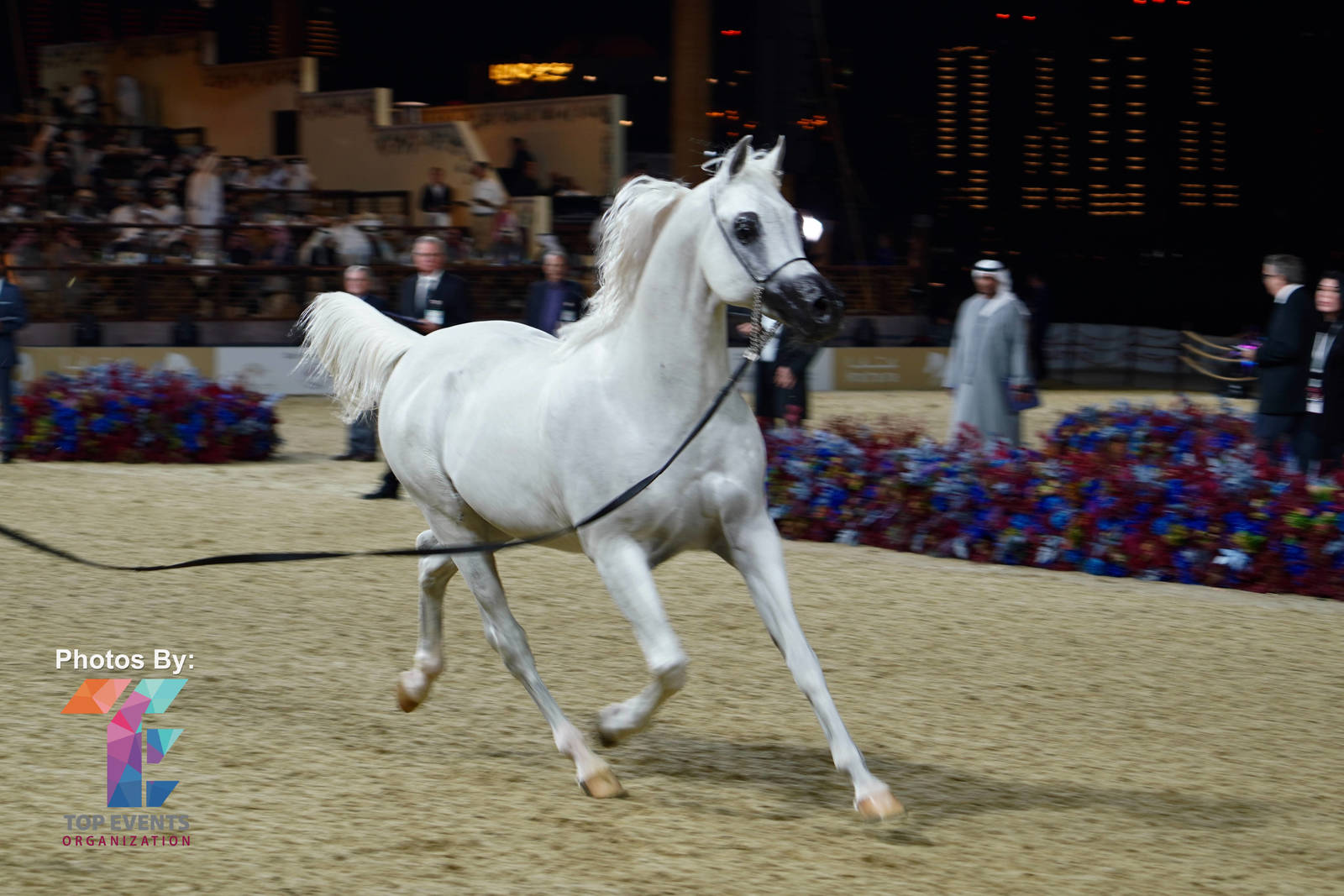 2023 Katara International Horse Festival - Championship Photos !! 