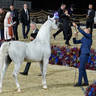 2023 Katara International Horse Festival - Championship Photos !! 