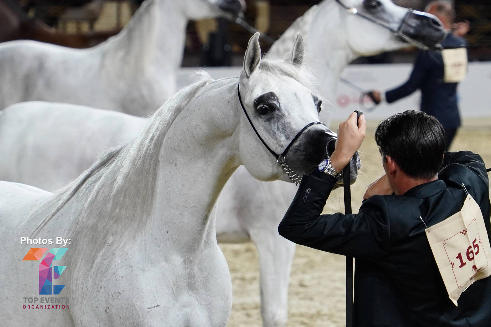 2023 Katara International Horse Festival - Championship Photos !! 