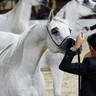 2023 Katara International Horse Festival - Championship Photos !! 
