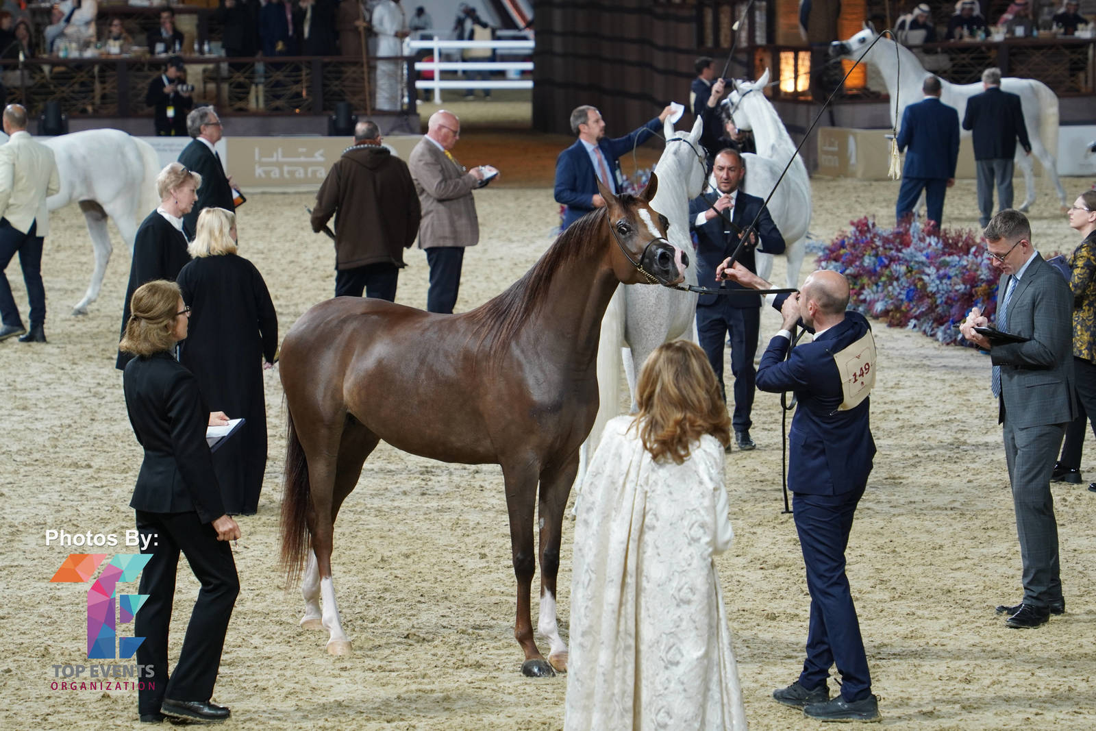 2023 Katara International Horse Festival - Championship Photos !! 
