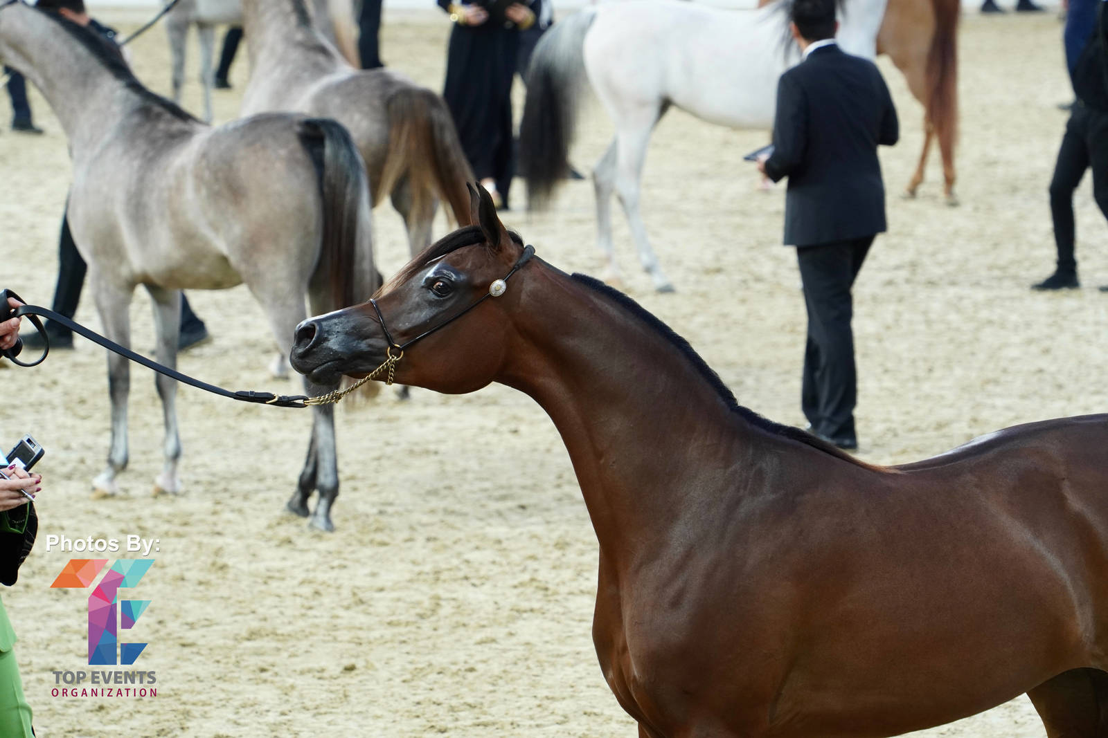 2023 Katara International Horse Festival - Championship Photos !! 