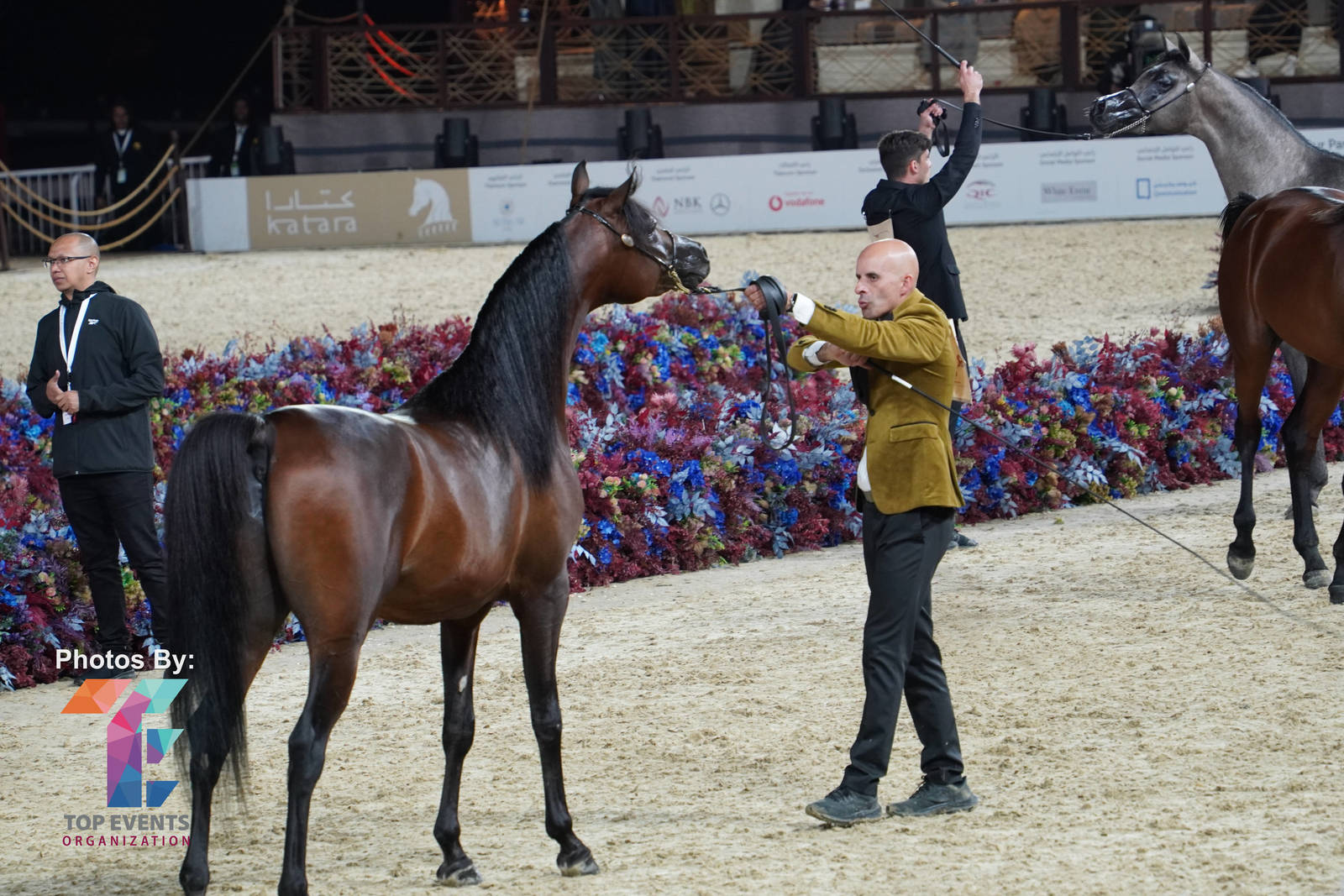 2023 Katara International Horse Festival - Championship Photos !! 