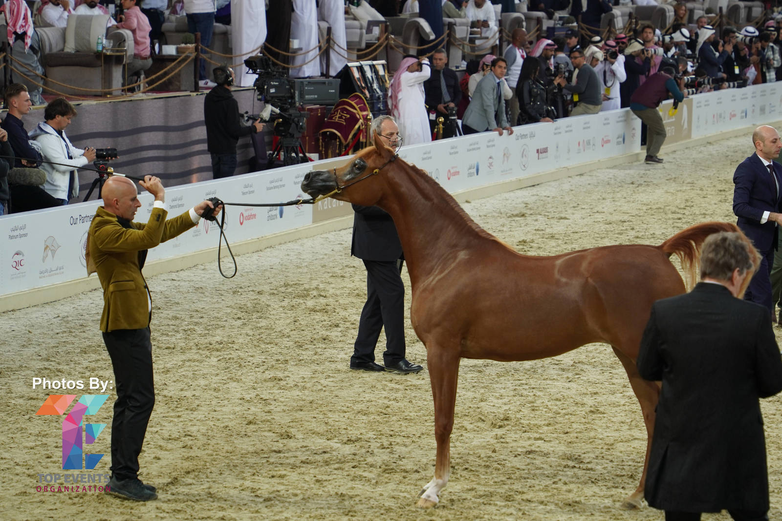 2023 Katara International Horse Festival - Championship Photos !! 