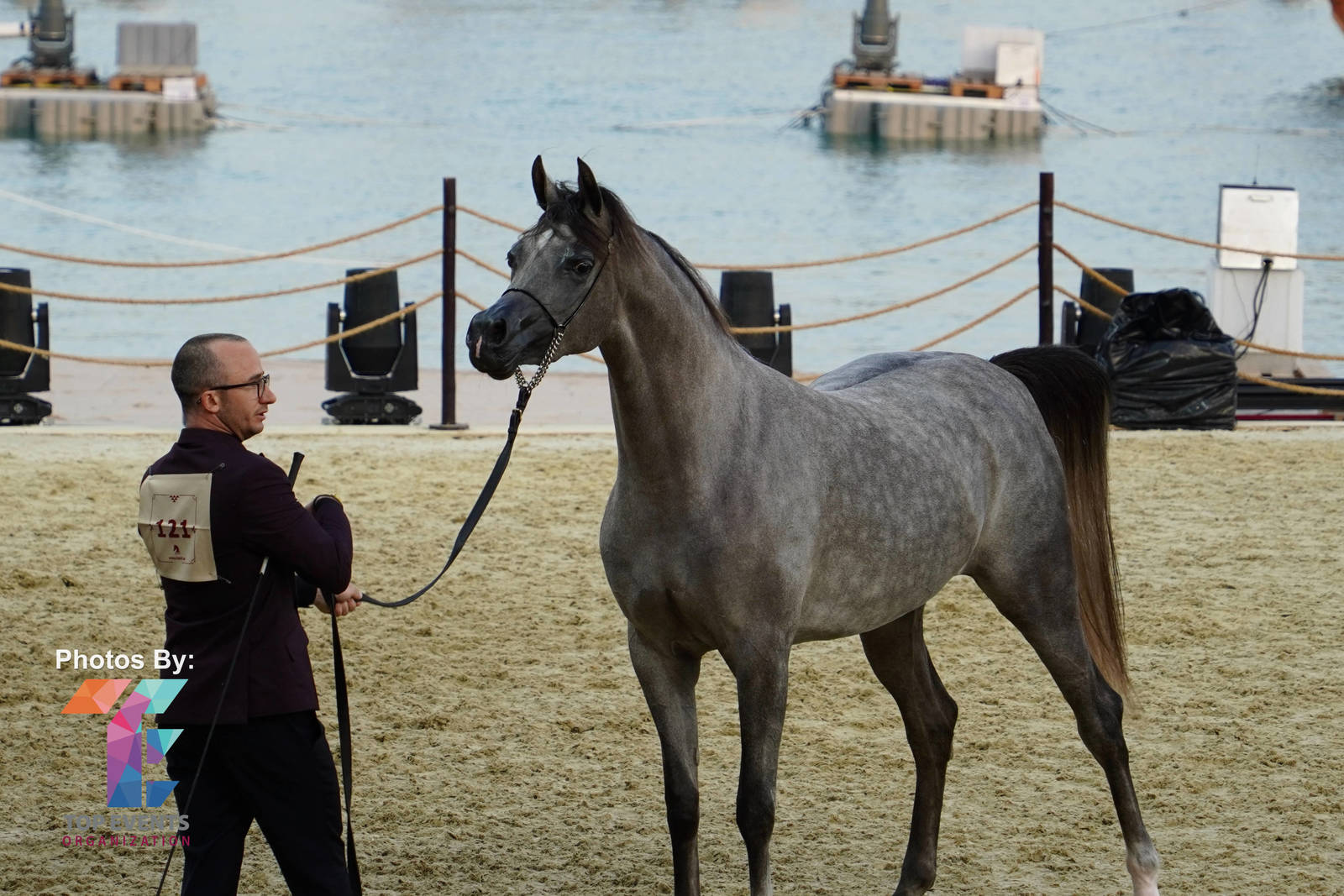 2023 Katara International Horse Festival - Championship Photos !! 
