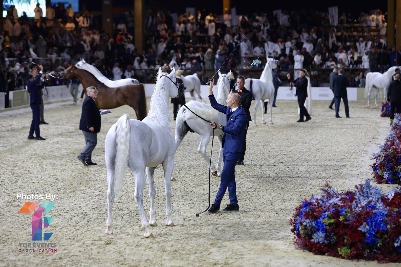 2023 Katara International Horse Festival - Championship Photos !! 