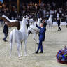 2023 Katara International Horse Festival - Championship Photos !! 