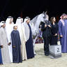 2023 Katara International Horse Festival - Championship Photos !! 