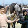 2023 Katara International Horse Festival - Championship Photos !! 