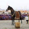 2023 Katara International Horse Festival - Championship Photos !! 