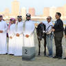 2023 Katara International Horse Festival - Championship Photos !! 