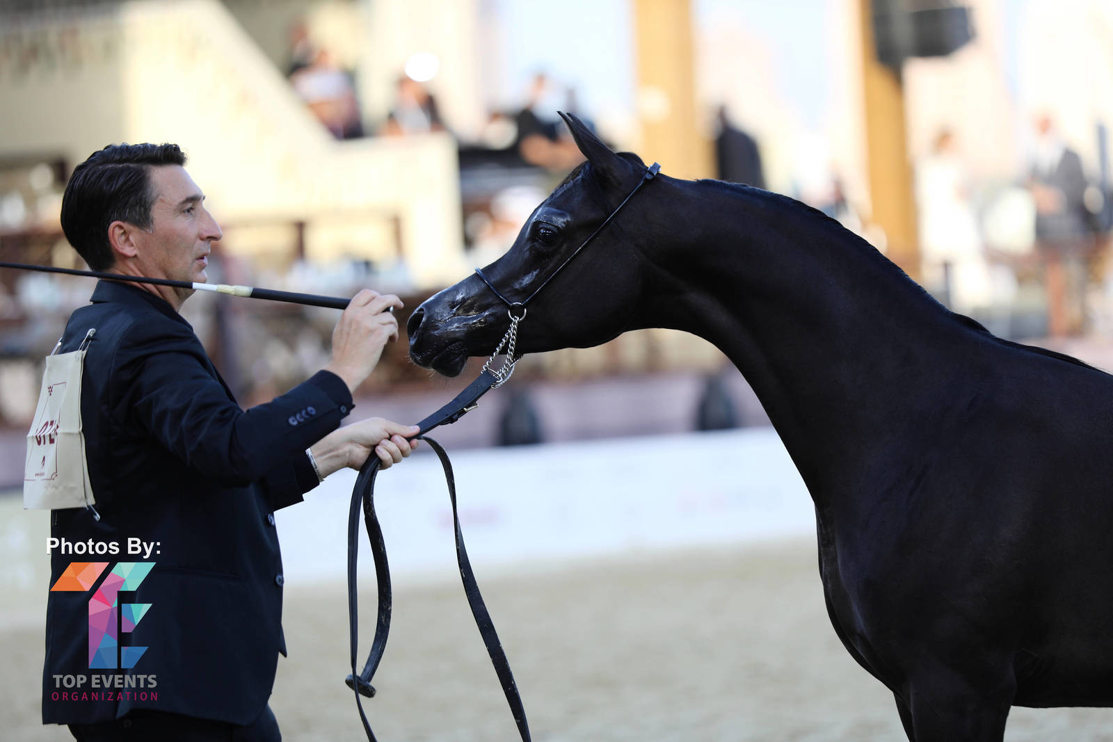 2023 Katara International Horse Festival - Championship Photos !! 