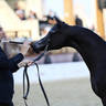 2023 Katara International Horse Festival - Championship Photos !! 