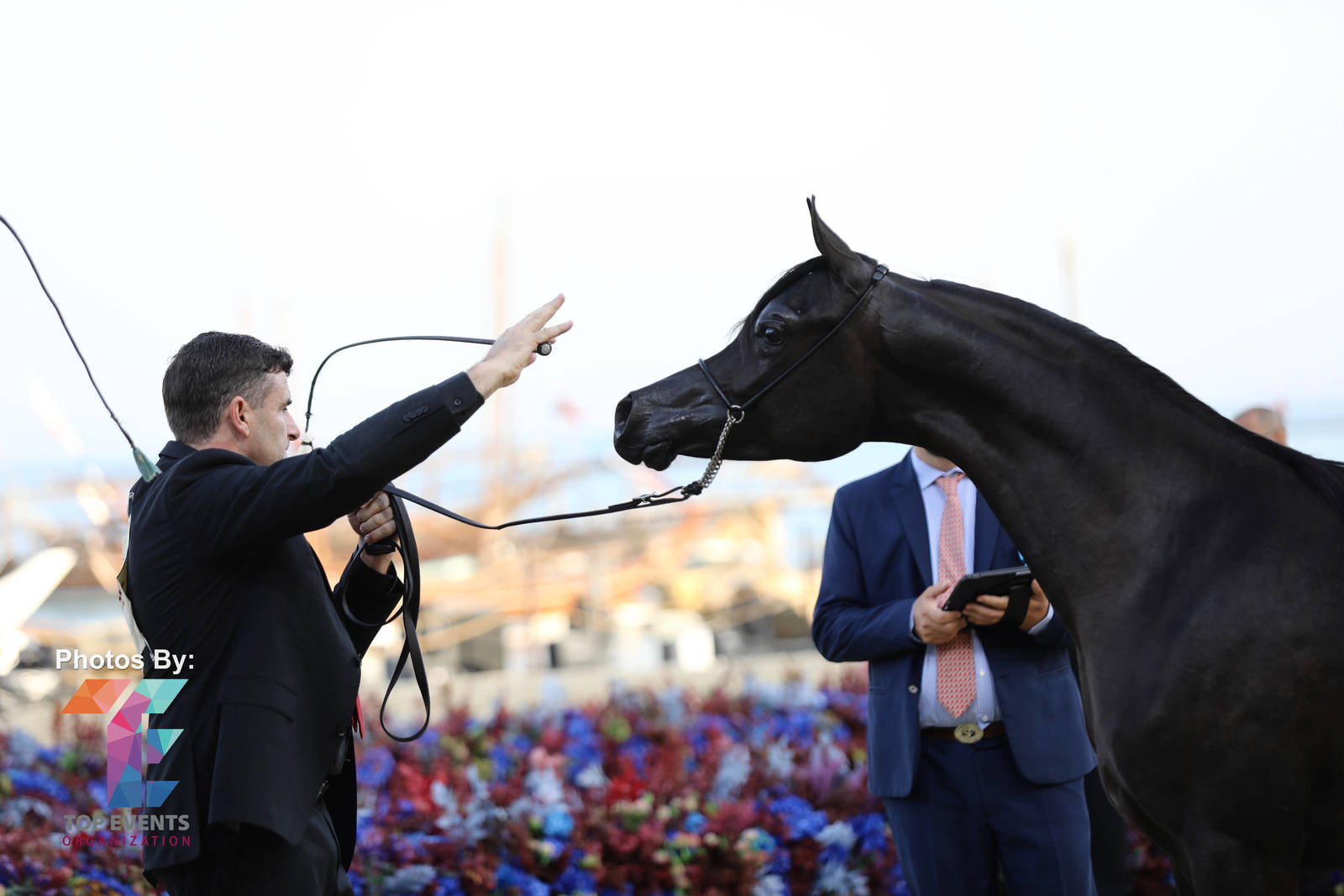 2023 Katara International Horse Festival - Championship Photos !! 