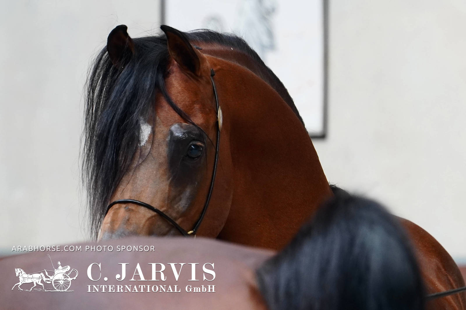 2023 All Nations Cup and Farm Visits