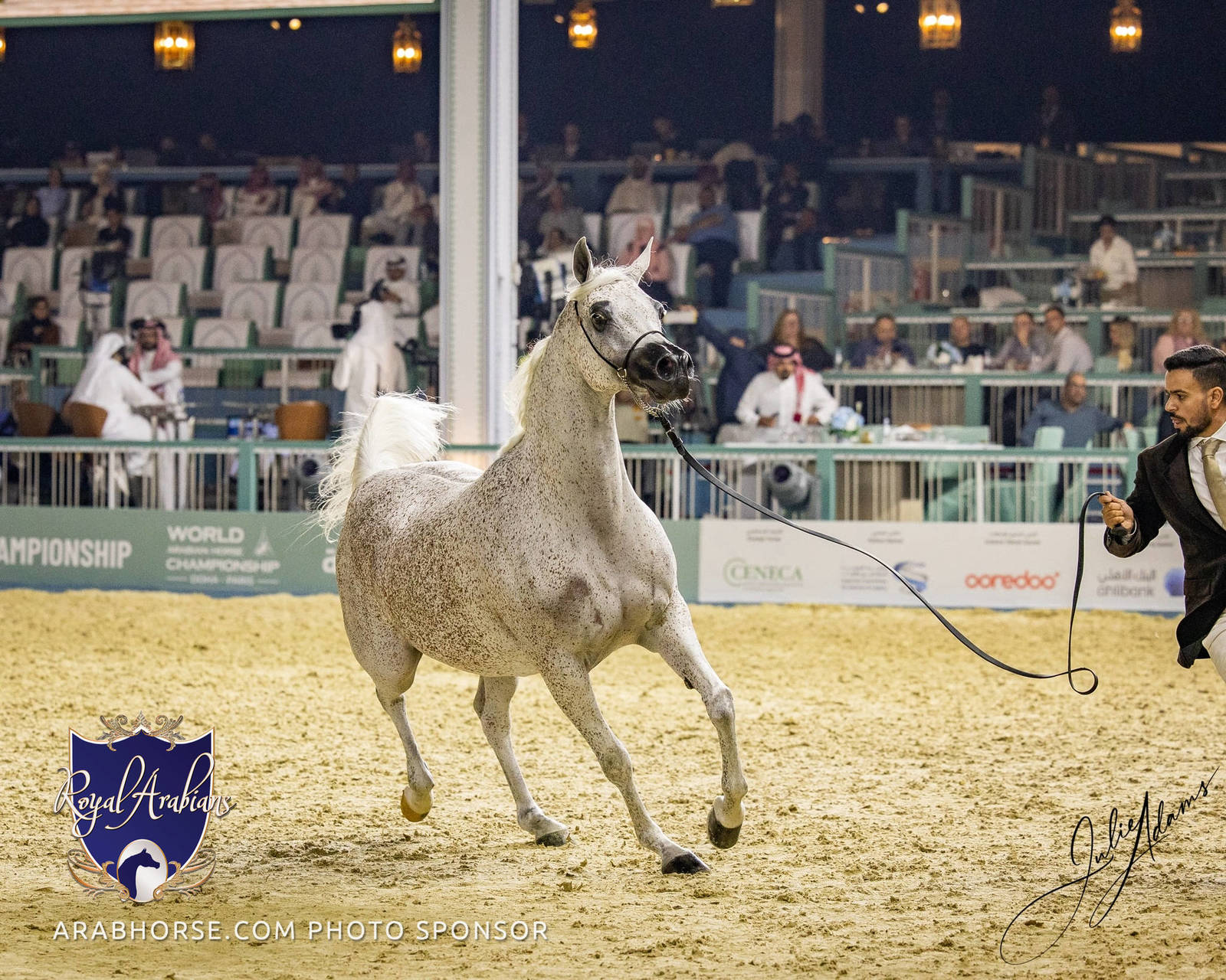 World Arabian Horse Championship Day One - Mares & Fillies