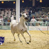 World Arabian Horse Championship Day One - Mares & Fillies
