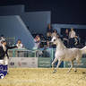 World Arabian Horse Championship Day One - Mares & Fillies