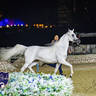 World Arabian Horse Championship Day One - Mares & Fillies